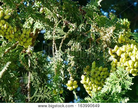 Berries ripen on the branches of a juniper (unripe fruit). Closeup. Summer, August. ABRAU DURSO, RUSSIA.