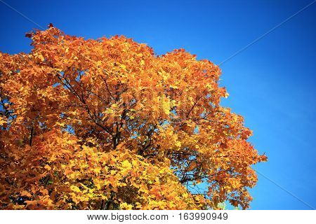 autumn blue sky yellow a sheet of the maple play on sun gold