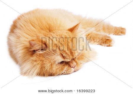Gato dormindo isolado no branco