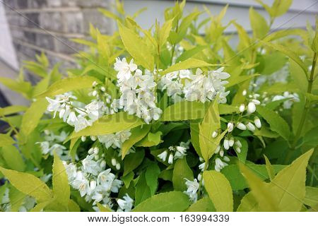 A slender deutzia (Deutzia gracilis) blooming in a garden in Joliet, Illinois, during May.