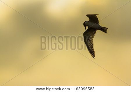 Whiskered tern in Arugam bay lagoon, Sri Lanka ;specie Chlidonias hybrida family of Laridae