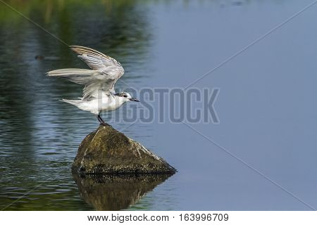 Whiskered tern in Arugam bay lagoon, Sri Lanka ;specie Chlidonias hybrida family of Laridae