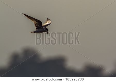 Whiskered tern in Arugam bay lagoon, Sri Lanka ;specie Chlidonias hybrida family of Laridae