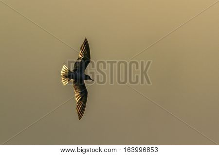 Whiskered tern in Arugam bay lagoon, Sri Lanka ;specie Chlidonias hybrida family of Laridae