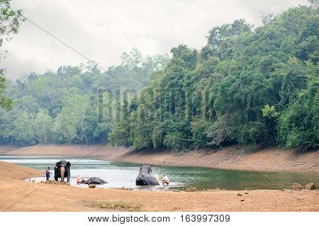 Bathing time for elephant in a lake with gadman at Kottoor Kappukadu Elephant Rehabilitation Centre, 24 October 2016, Kerala India