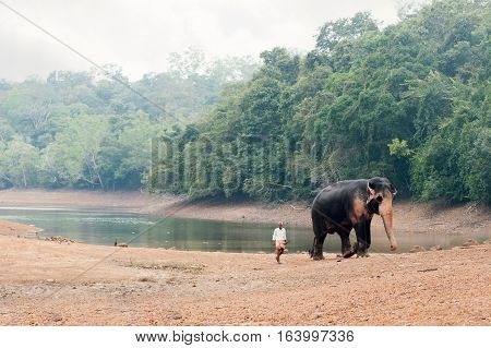 Bathing time for elephant in a lake with gadman at Kottoor Kappukadu Elephant Rehabilitation Centre, 24 October 2016, Kerala India