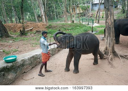 Man feeding the elephant at Kottoor Kappukadu Elephant Rehabilitation Centre, 24 October 2016, Kerala India