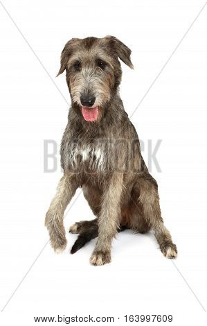 Thoroughbred two years old Irish wolfhound dog isolated on white background