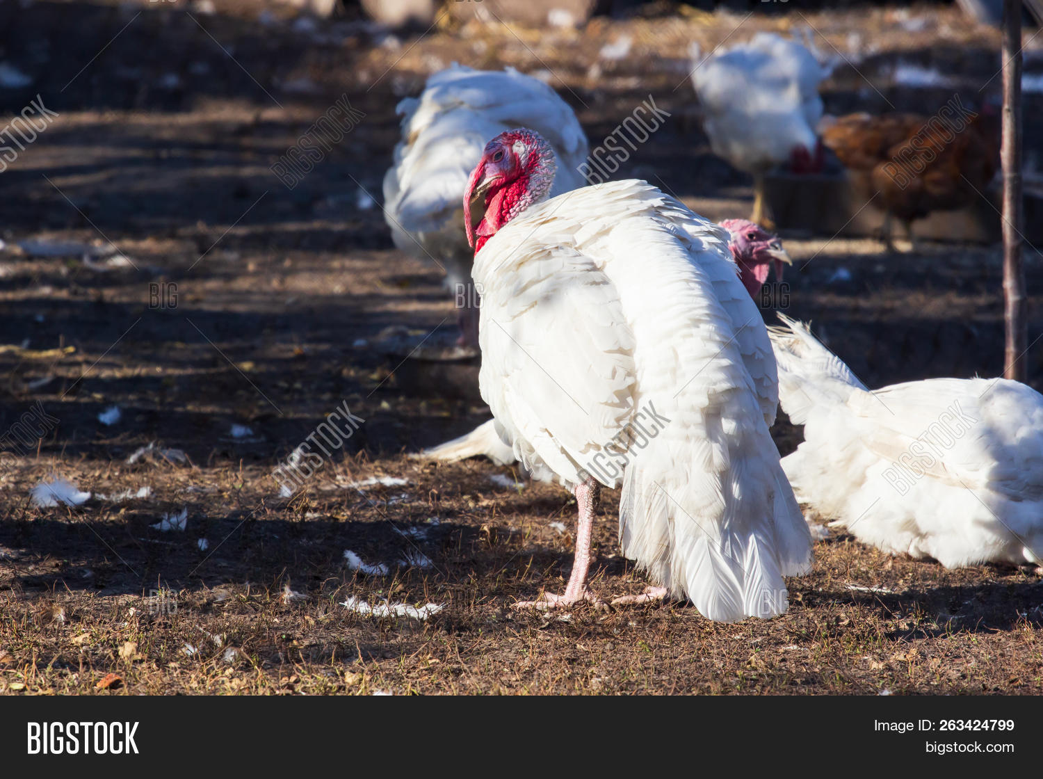 Turkey On Farm , Image & Photo (Free Trial) Bigstock