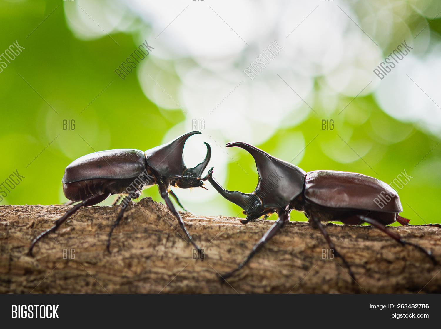 Beautiful Horn Beetle Image & Photo (Free Trial) | Bigstock