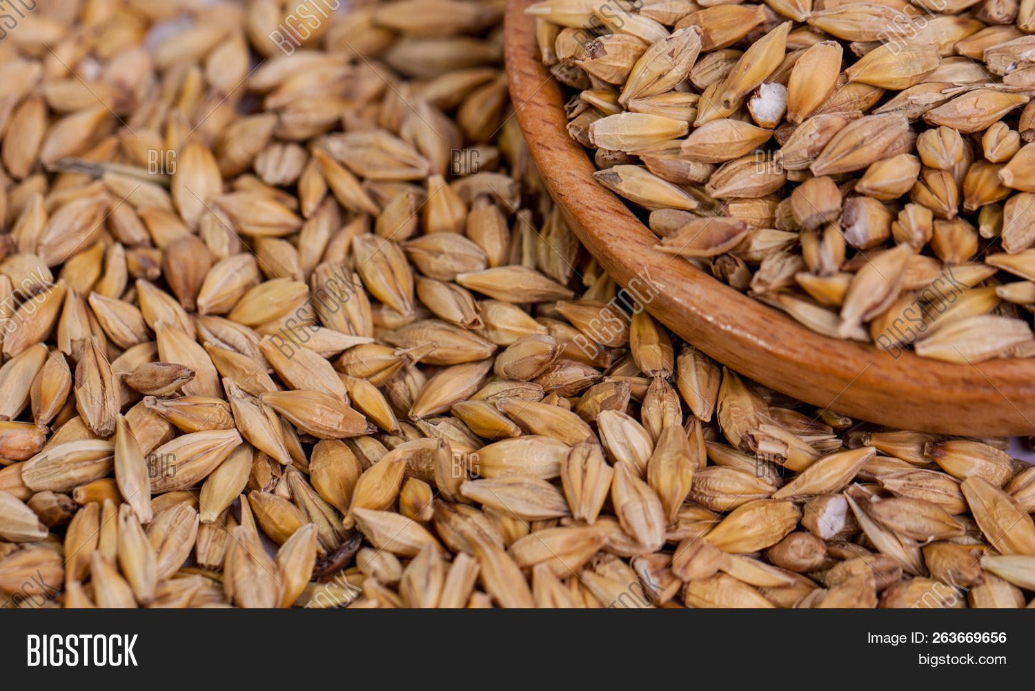 Imagen y foto Barley Beans. (prueba gratis) Bigstock