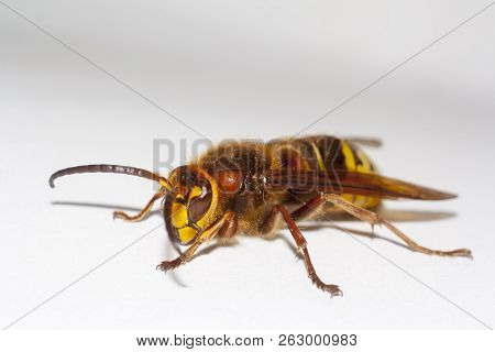 Big Hornet Vespa Mandarinia On White Background