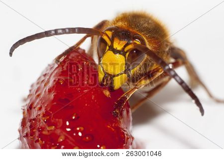 Big Hornet Vespa Mandarinia Eating Strawberry On White Background