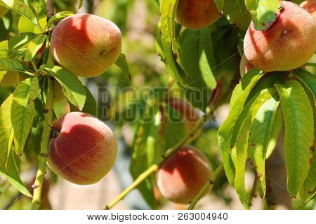 Peach. Peach On A Farm Tree. Ripe Peach.