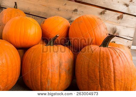 Harvest Pumpkin Rice Straw Background. Haloween Party.