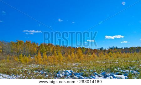 Cold Autumn In Minnesota. Bright Colors After Snow Fall Is Very Beautiful Scenic, Tamarack, Oak, Map
