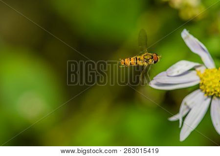 Closeup Of Small Hover Fly In Midair Flying Toward White And Yellow Daisy With Blurred Green Backgro
