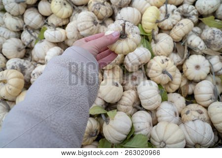 Female Hand Holds Up A Small White Pumpkin At A Pumpkin Patch. Concept For Pumpkin Picking