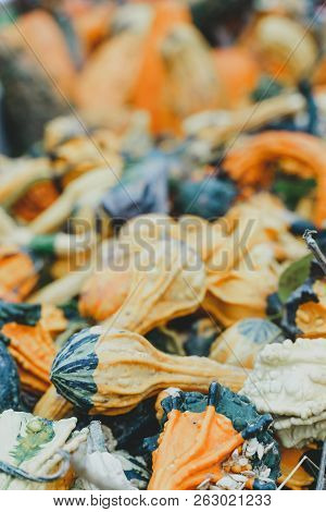 Colorful Pumpkin Squash And Goards. Focus On Foreground, Background Intentionally Blurred For Copy S