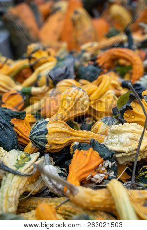 Colorful Pumpkin Squash And Goards. Focus On Foreground, Background Intentionally Blurred For Copy S