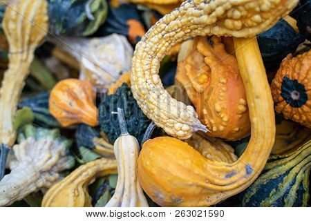 Colorful Pumpkin Squash And Gourds, Useful For Fall And Autumn Backgrounds