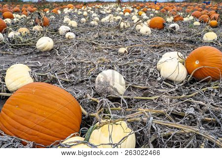 Big Orange And White Giant Pumpkins In A Dirt Pumpkin Patch, Ready To Be Picked And Harvested