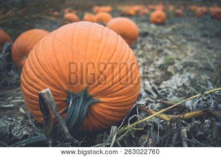 Giant Orange Pumpkins In A Pumpkin Patch, Ready For Harvesting. Instagram Style Filter Applied