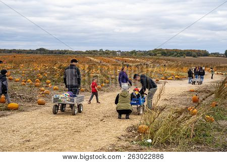 Dayton, Minnesota - October 13, 2018: Families Set Out To Pick Pumpkins From A Pumpkin Patch On A Ch