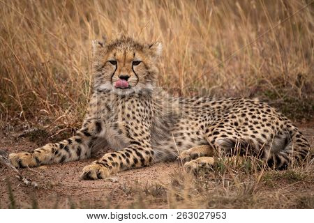 Cheetah Cub Lying In Grass Licking Lips