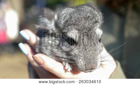 Chinchilla Standard Color On The Hands Of A Woman
