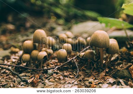 Many Dangerous Inedible Mushrooms In A Dark Forest. Poisonous Mushrooms, Hazardous To Health