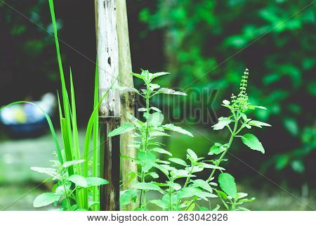 Tulasi Green Tree Plant (also Spelled Thulasi Or Tulsi) Taken In Nature Background. It Is Used As Ay