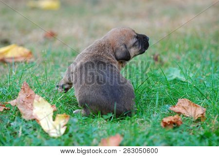 Three Weeks Mixed Breed Puppy On A Grass In Autumn