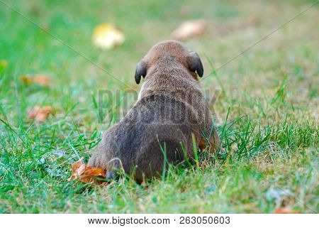 Three Weeks Mixed Breed Puppy On A Grass In Autumn