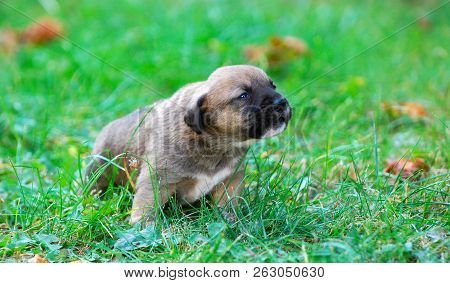Three Weeks Mixed Breed Puppy On A Grass In Autumn