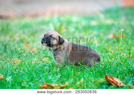 Three Weeks Mixed Breed Puppy On A Grass In Autumn