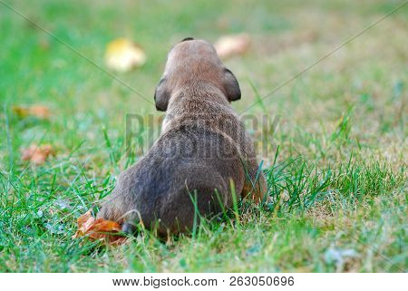 Three Weeks Mixed Breed Puppy On A Grass In Autumn
