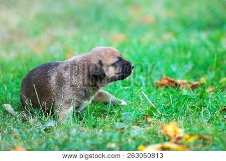 Three Weeks Mixed Breed Puppy On A Grass In Autumn