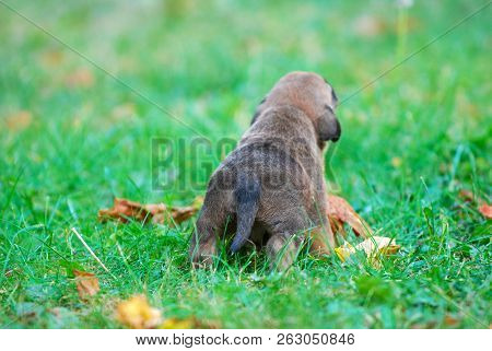 Three Weeks Mixed Breed Puppy On A Grass In Autumn