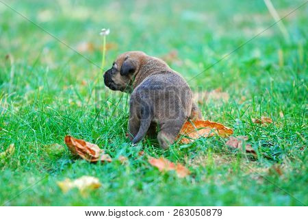 Three Weeks Mixed Breed Puppy On A Grass In Autumn