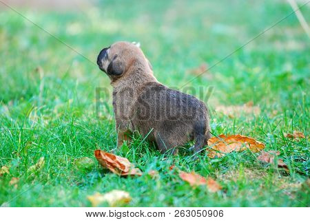 Three Weeks Mixed Breed Puppy On A Grass In Autumn