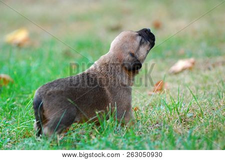 Three Weeks Mixed Breed Puppy On A Grass In Autumn