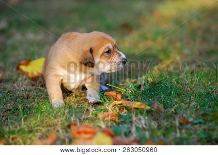Three Weeks Mixed Breed Puppy On A Grass In Autumn