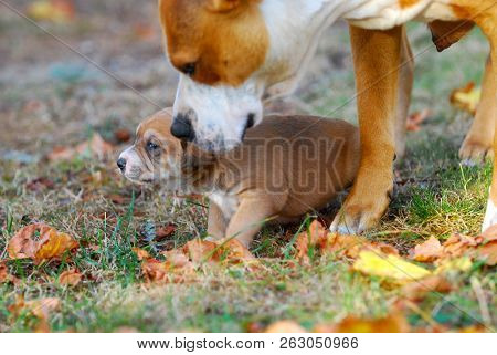 Three Weeks Mixed Breed Puppy On A Grass In Autumn