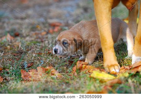 Three Weeks Mixed Breed Puppy On A Grass In Autumn