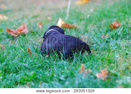 Three Weeks Mixed Breed Puppy On A Grass In Autumn