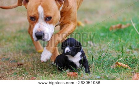 Three Weeks Mixed Breed Puppy On A Grass In Autumn