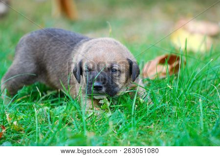 Three Weeks Mixed Breed Puppy On A Grass In Autumn