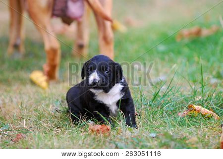 Three Weeks Mixed Breed Puppy On A Grass In Autumn