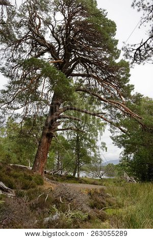 Scots Pine Tree - Pinus Sylvestris 
Loch An Eilein, Rothiemurchus Forest, Speyside, Scotland